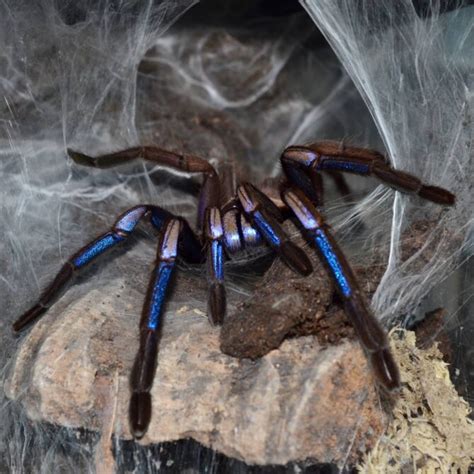 gucci blue tarantula|electric blue tarantula diet.